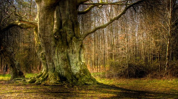 10 magical forests in photos