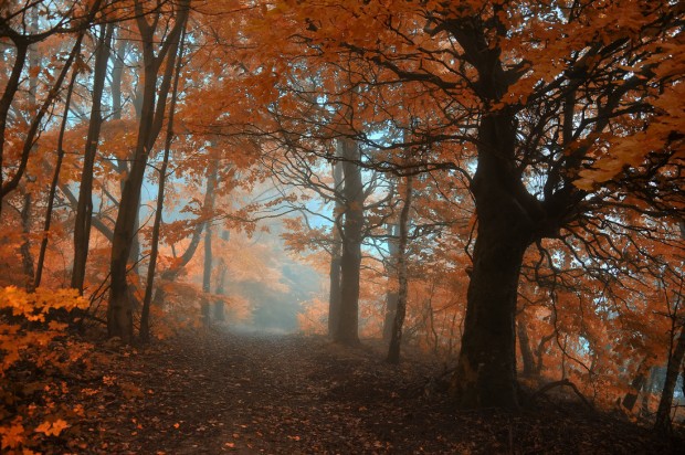 10 florestas mágicas em fotos