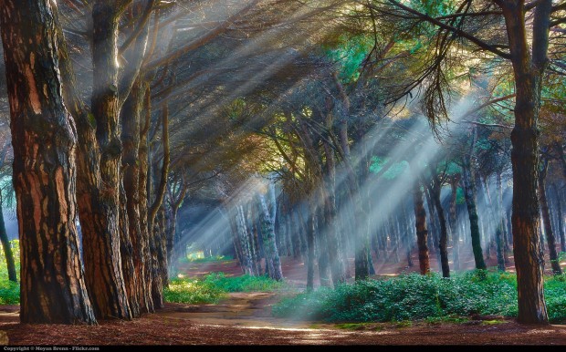 10 florestas mágicas em fotos