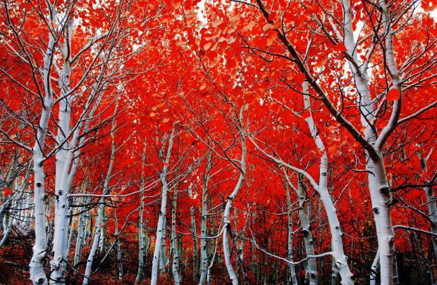 10 magical forests in photos