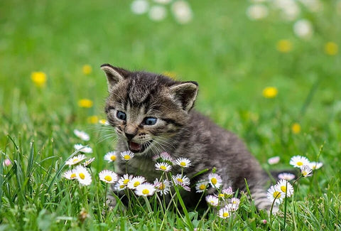 Sonhar com gatinhos: que significados?