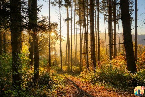 Soñar con bosque: ¿Qué significados?