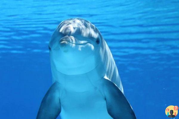 Soñando con delfines; ¿Qué interpretaciones?