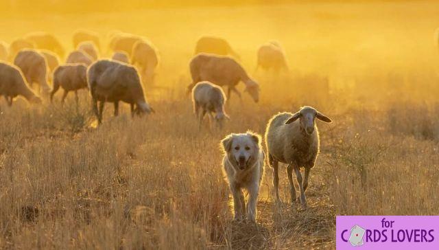 Sognare pecore: quali significati?