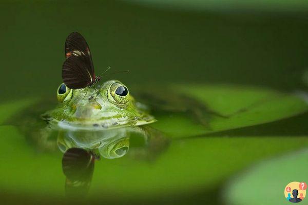 Dreaming of frog: What meanings?