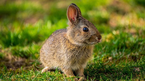Sueño de conejo: ¿Qué significados?