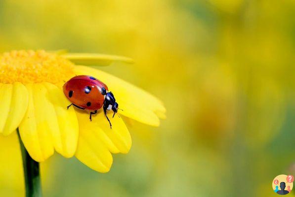 Dreaming about ladybugs: What meanings?