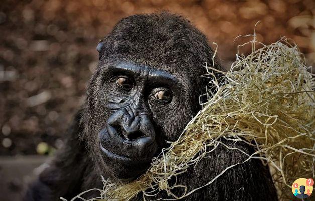 Dreaming of Gorilla: What Meanings?