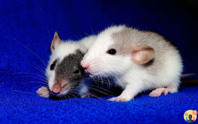 Dream of rat: What meanings?