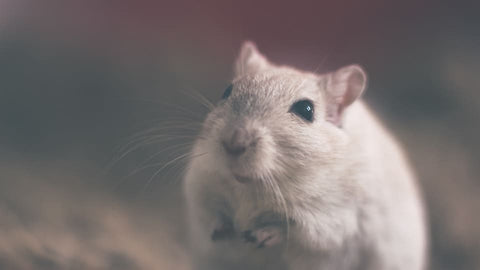 Dream of rat: What meanings?