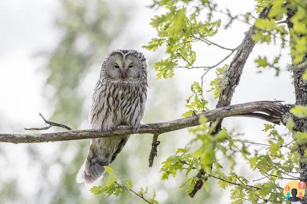 Owl Dream: What Meanings?
