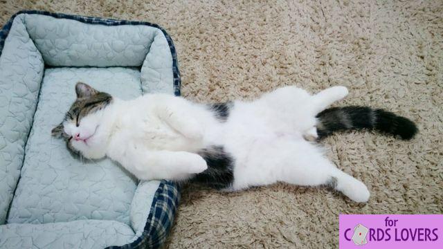 Cat sleeping on its back: Why?