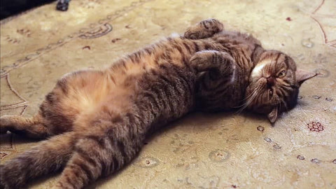 Cat sleeping on its back: Why?