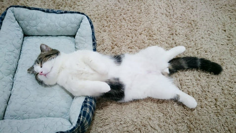 Cat sleeping on its back: Why?