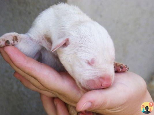 ¿Por qué mi perro duerme encima mío?