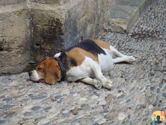 Why does my dog ​​sleep a lot?