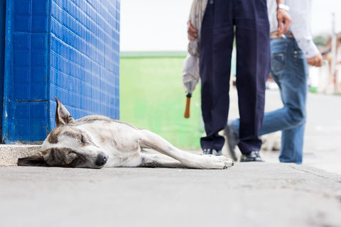 ¿Por qué mi perro duerme mucho?