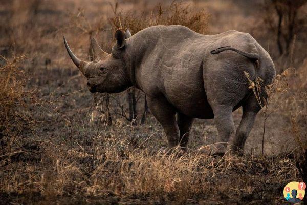 Sognare un rinoceronte: quali significati?