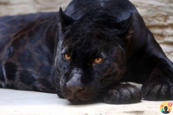 Panther Dream: What Meanings?