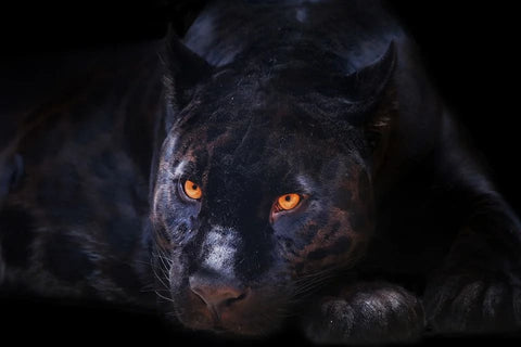Panther Dream: What Meanings?