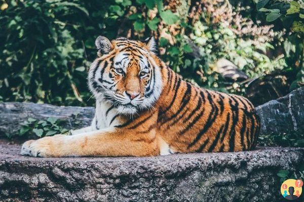 Dreaming of a tiger: What meanings?