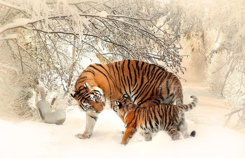 Sognare una tigre: quali significati?