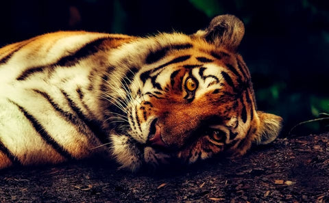 Dreaming of a tiger: What meanings?