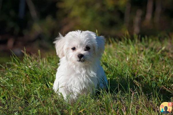 Sognare cane bianco: quali significati?
