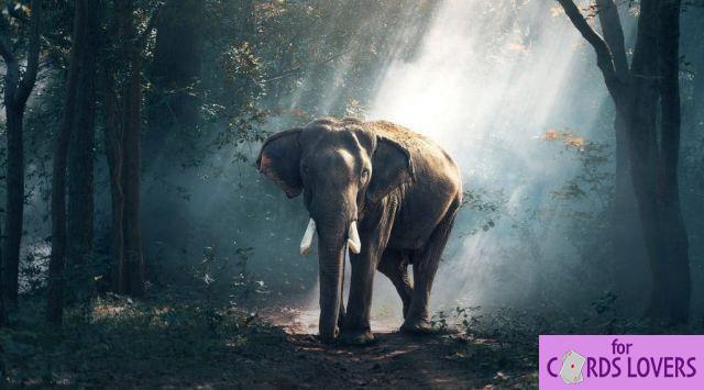 Dreaming of an elephant: What does it mean?