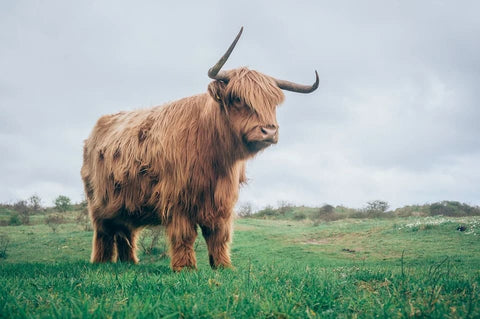 Sognare toro: quali significati?