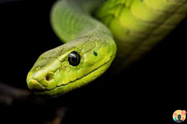 Hibernación de serpientes: lo que necesitas saber