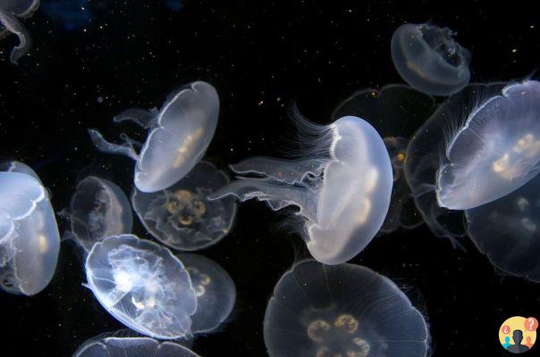 Sonhar com água-viva: Que significados?