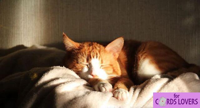 Cat that sleeps a lot: For what reasons and what to do?