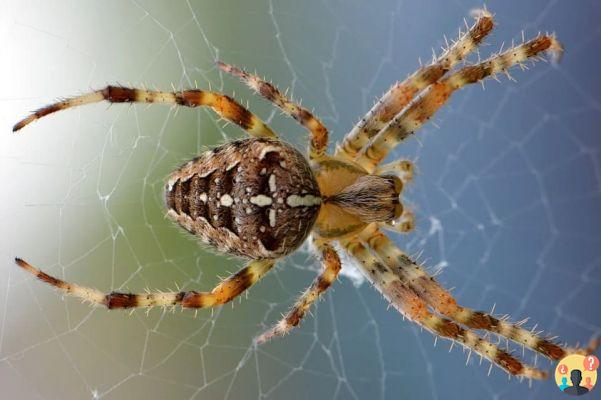 Dreaming of a big spider: What meanings?