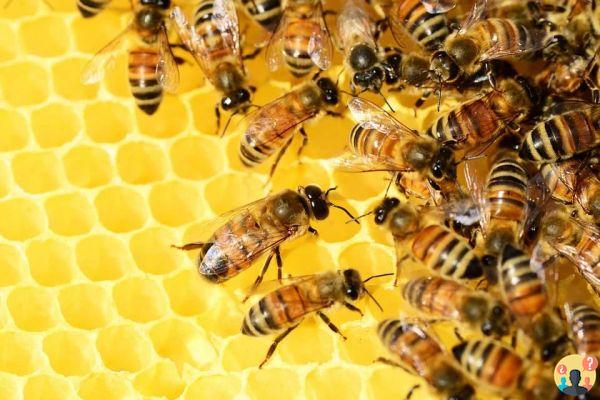 Sogno di ape: quali significati?