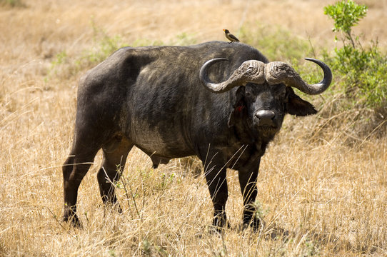 Buffalo