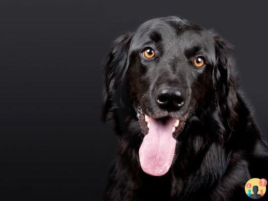Soñar con perro negro: ¿Qué significados?