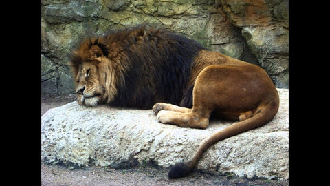 The Sleep of the Lion