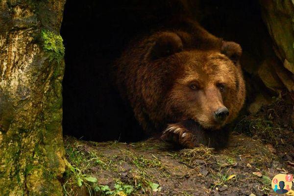 Hibernación del oso: todo lo que necesitas saber