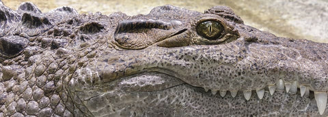 Sonho de crocodilo: que significados?