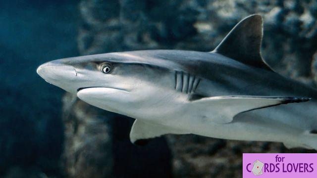 Sogno di squalo: quali significati?