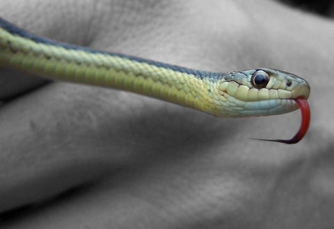 Soñar con ser mordido por una serpiente: ¿Qué significados?