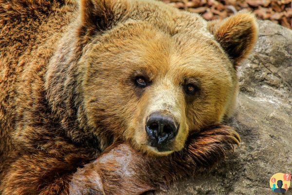 Dreaming of Bears: What Meanings?