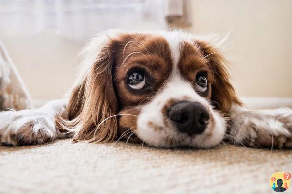 Sonho de matar um cachorro: Que significados?