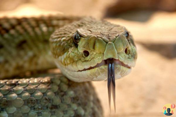 Sognare un serpente che attacca: quali significati?