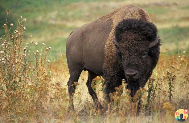 Dreaming of bison: What meanings?