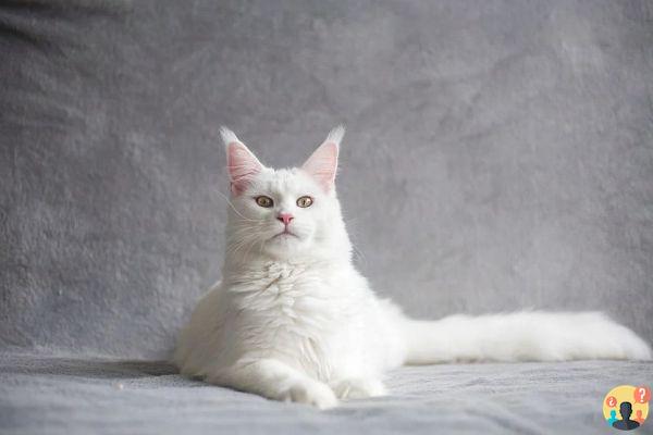Dreaming of white cats: What meanings?