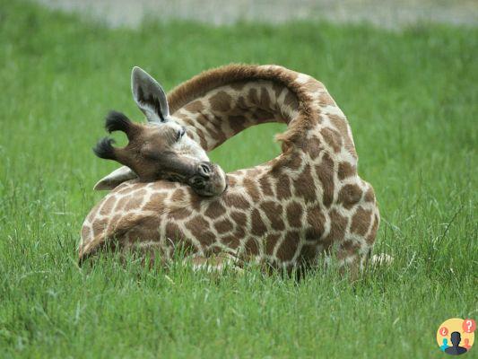How do giraffes sleep?