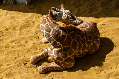 How do giraffes sleep?