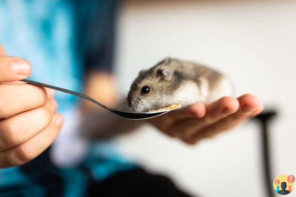 Hibernação de hamster: o que você precisa saber